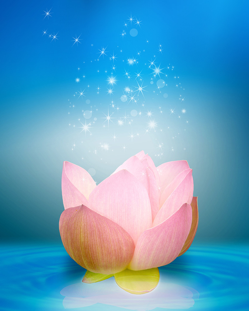 願いを叶える 花曼荼羅 願いを叶える 花曼荼羅